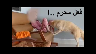 لهذا الامر حرام في الاسلام تربية الكلاب و اقتناؤها , كما اخبر رسول الله ﷺ