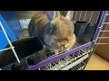New breed Mini Rex babies coming Fast update