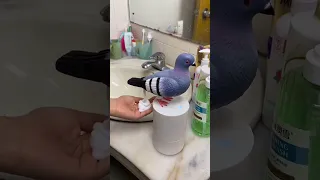 الحمام الزاجل الصويرة اكسبلور النهار بقعه Pigeon الدارالبيضاء المغرب الجزائر 