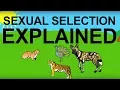 Sexual Selection Explained Evolution 101