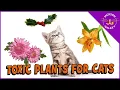 Plants That Are Toxic to Cats