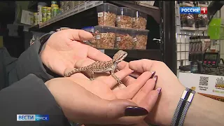 В Омске спрос на необычные подарки на Новый год