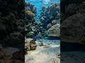Grouper vs Mandarin Fish The Perfect Ambush