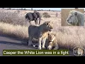 Download Lagu Casper the White Lion in Peril—Allies Today, Enemies Tomorrow? Casper Was In A Fight