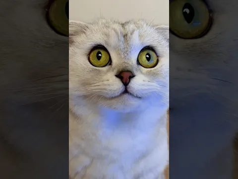 My cat almost gave me a heart attack 🙄😒 #cat #cats