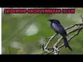 Download Lagu MASTERAN SRIGUNTING ISIAN CILILIN || TANPA IKLAN