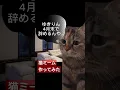 Download Lagu 【猫ミーム】柏木由紀が卒業を知り、功績に感謝するも、感謝の言葉が上から目線な猫 #猫ミーム  #akb48 #short #shorts #youtubeshorts #ゆきりん #catmemes MP3