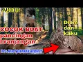 Download Lagu AUDIO MASTERAN BRANJANGAN JAWA - AUDIO TERAPI SUARA BRANJANGAN MALES BUNYI 1 JAM