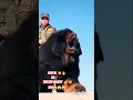 Download Lagu king kangal attack on Tibetan  mastiff #kangal #kesfet #keşfet #kangal #bigdog #bestguarddog