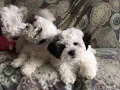 Maltipoo Puppies Sale in Feasterville-Trevose PA