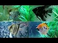 Download Lagu Most common Angelfish types  - popular freshwater Angelfish varieties