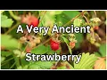 Wild Strawberry or Fragaria virginiana How To Identify Fun Facts Wild Edibles Season 2