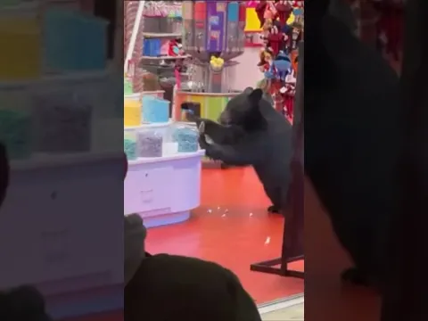 This Bear Wants CANDY!