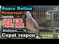 SUARA NDUDUT BIRAHI PERKUTUT BETINA MEMANGGIL JANTAN PANCINGAN AMPUH