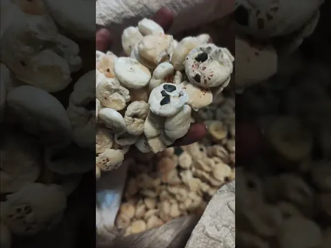 makhana ka Chipta Hai