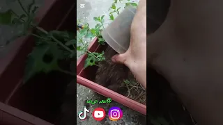 نقل شتلات النعناع الى حوض كبير البخل شتلة اكسبلور Flowers Garden Plants الورقات الجيلي 