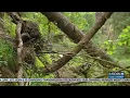 First look at Eagle Creek Trail since fire