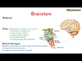 Brainstem - Midbrain Pons and Medulla Oblongata