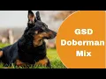 Do You Know About Doberman German Shepherd Mix GSD Mix