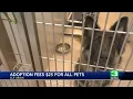 Elk Grove Animal Shelter offering 25 adoption fee for all its pets