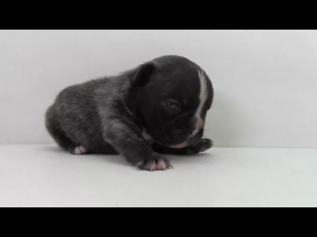 動画
