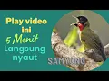 Download Lagu Masteran burung Samyong di alam liar suara jernih !!! Untuk terapi samyong bahan malas bunyi