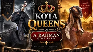 Kota Queens of A. Rahman Goat Farm, Kolad, Maharashtra