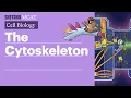 Cytoskeleton Components Functions Role in Cell Division Full Lesson Sketchy MCAT