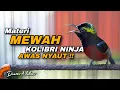 Lagu AWAS NYAUT!! KONIN MATERI MEWAH TEMBAKAN TAJAM COCOK UNTUK MASTERAN DAN PANCINGAN KOLIBRI NINJA