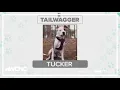 Tuesday Tailwagger Meet Tucker