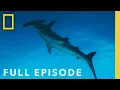 Download Lagu Hammerheads: Shark Side of the Moon (Full Episode) | National Geographic