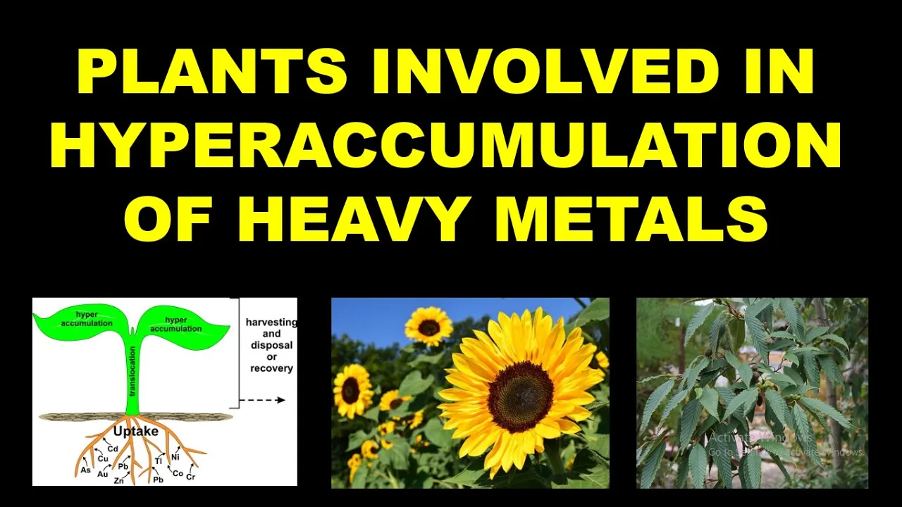 Hyperaccumulation of heavy metals by plants #heavymetals #hyperaccumulation #bioremediation