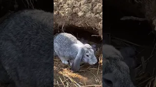 وانا اقول ليش الارانب تتكاثر بسرعه 