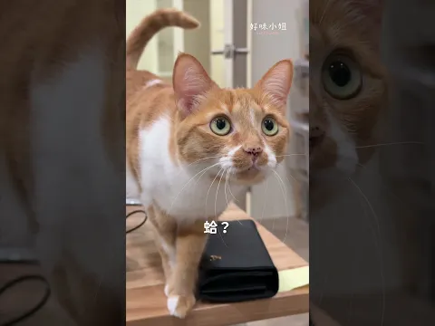 你不要跑!( 本集沒有任何一隻壁虎受傷 ) #寵物 #cat #貓咪 #貓咪日常 #貓