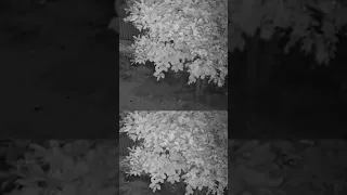 Cachorro furtado no Saco dos Limões volta para casa #balançogeralfloripa #cachorro #shorts