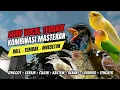 Download Lagu Langsung Moncer Menyala !!! Masteran Kombinasi Tembakan Kasar Untuk Semua Jenis Burung