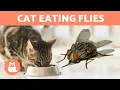 My CAT EATS FLIES Is it bad