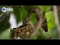 Download Lagu Anna’s Hummingbird Filmed Nesting for First Time in Big Bend