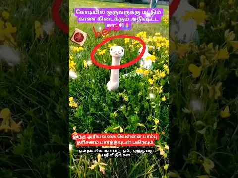அதிர்ஷ்டமான வெள்ளை நாக தரிசனம்🙏#shorts#நாகம்#viral#god#godshiva #godmotivation #tamil#reels#trending