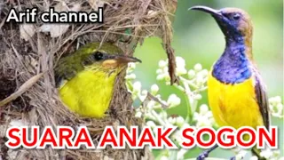 Download Suara anak burung sogok ontong MP3