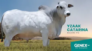 YZAAK CATARINA - TOURO NELORE PO