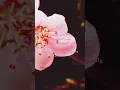 Download Lagu ANA BANSA NAFSI (انا بنسى نفسي). #arabviral #anabansanafsi #short