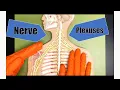 Nerve Plexuses