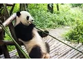 Giant Panda no longer endangered CNBC International