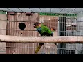 Ochre-Marked Parakeet (Pyrrhura Cruentata).  It is also known as Blue-Throated Parakeet