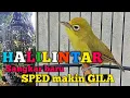 Download Lagu HALILINTAR LEBIH GILA DENGAN SANGKAR BARU | KECIAL KUNING JUARA GACOR NGEJOS SPED PENDEK SUPER GESIT