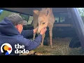 Download Lagu Woman Saves Baby Zonkey Before He's Sold To Trophy Hunters | The Dodo