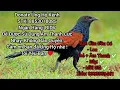 Download Lagu Tiếng Chim Bìm Bịp Mồi - Gọi Bổi Chuẩn Nhất - Không Tạp Âm - Dùng Cho Anh Em Bẫy Chim Bìm Bịp