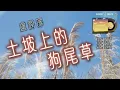 土坡上的狗尾草 - 盧潤澤  (土坡上狗尾巴草搖啊  搖得人眼淚掉) ♪歡迎點歌♪ #卡拉OK字幕 #動態歌詞  #高音质