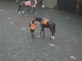 coney island 7 horse long shot